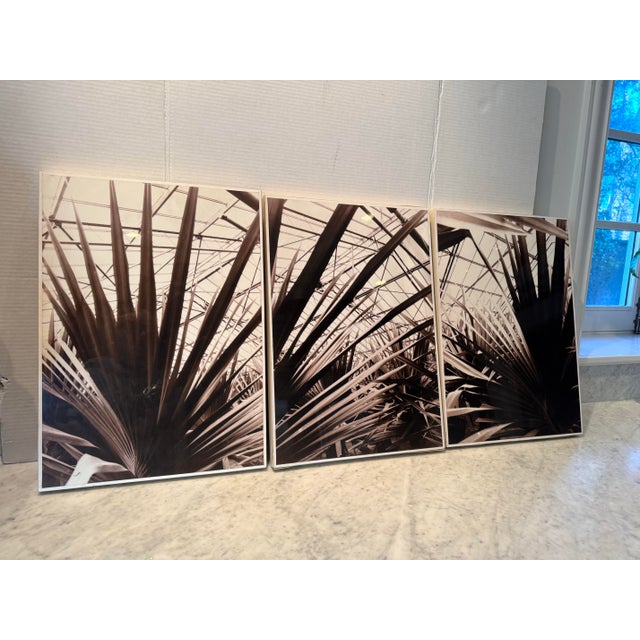 Sepia Toned Photograph Triptych by Guido Orsini For Sale - Image 10 of 10