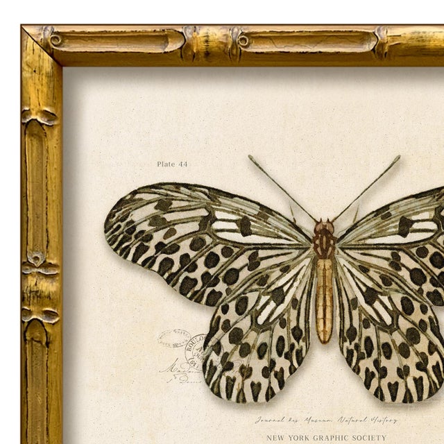 Various Artists Contemporary Reproduction of Vintage "Garden Friends" Art Print, Leopard Framed Butterfly For Sale - Image 4 of 4