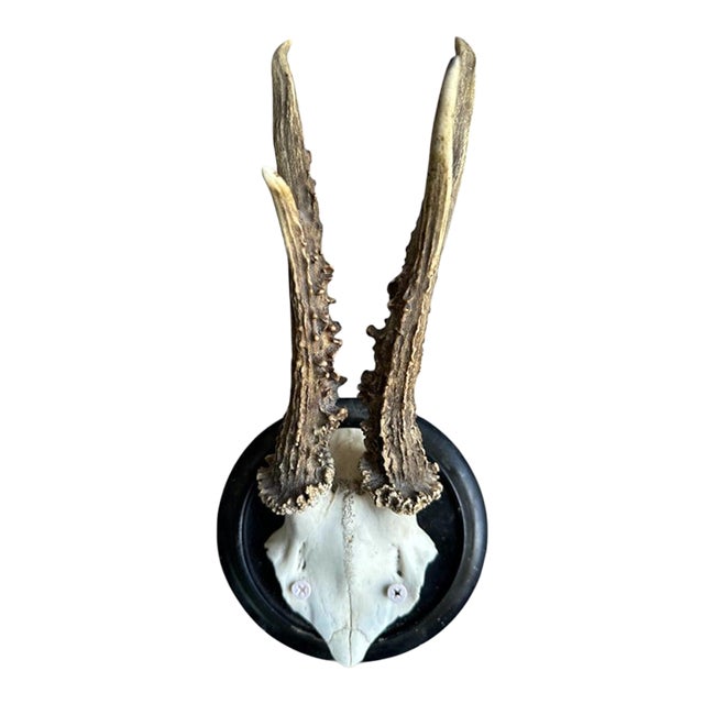 Roe DeerTrophy Black Forest Antlers 13 For Sale