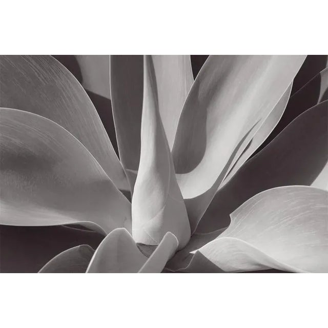 Agave by Stuart Möller Agave succulent Archival Pigment Print signed and numbered by the artist. Born in Kabul, part...