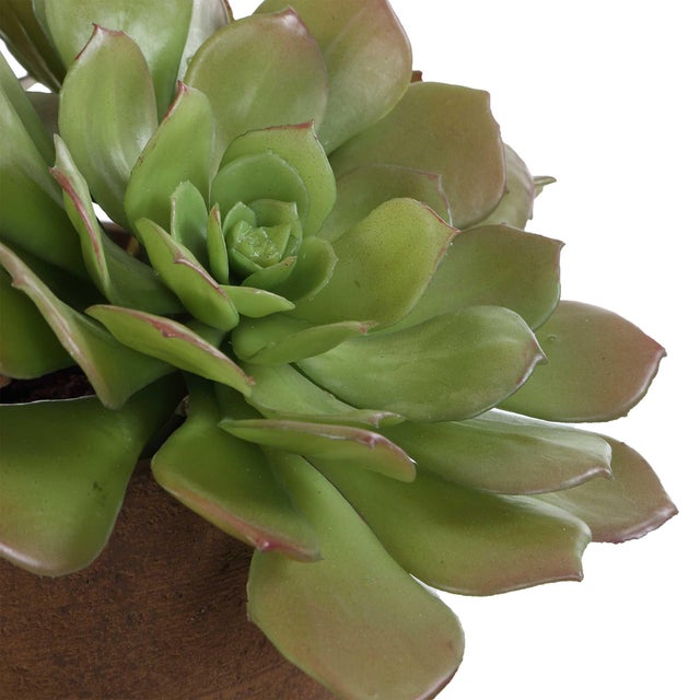 Sable Succulent Accent In Pot For Sale In Chicago - Image 6 of 7