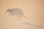 Japanese "Mouse and Fruits", Meiji Era Japanese Watercolor Painting For Sale - Image 3 of 12