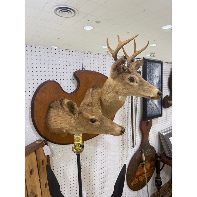 Pair of Whitetail Deer Head Shoulder Mounts Taxidermy Buck & Doe 26x16 For Sale - Image 4 of 8