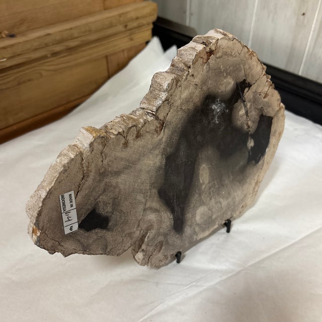 A wonderful slice of hand polished petrified wood with live edge will add an organic touch to just about any space in your...