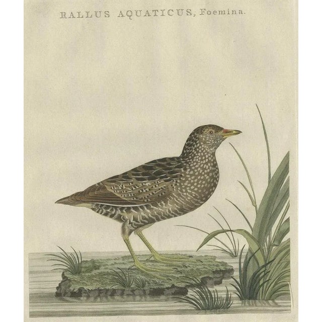 Antique Bird Print of the Female Water Rail Bird by Sepp & Nozeman, 1797 For Sale - Image 6 of 6