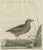 Antique Bird Print of the Female Water Rail Bird by Sepp & Nozeman, 1797 For Sale - Image 6 of 6