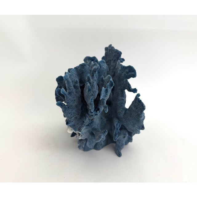 Natural Blue Coral Specimen Coastal Decor For Sale - Image 4 of 8