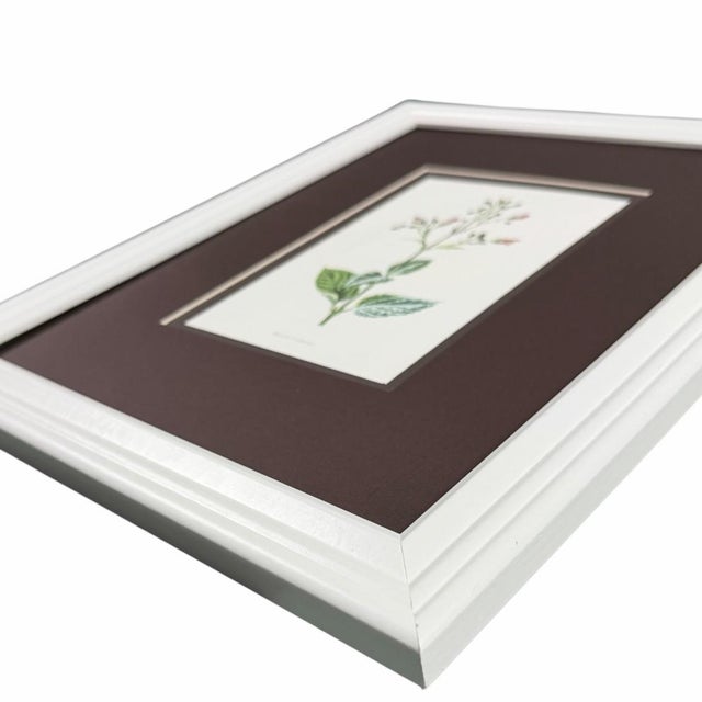 Antique Botanical Print Gallery | Set of 8 F. Edward Hulme Chromolithographs, Framed For Sale - Image 11 of 12