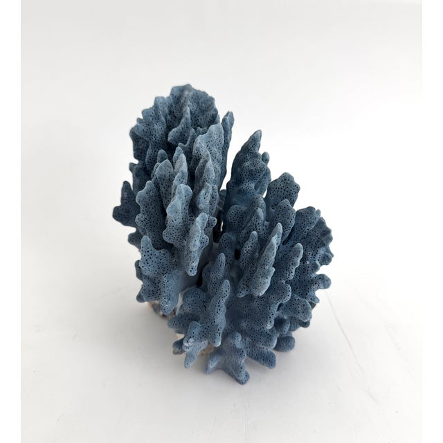 Natural Blue Coral Specimen For Sale - Image 4 of 8