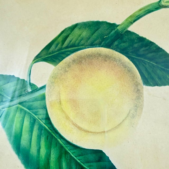 Traditional English Regency Period Watercolored Fruit Print in Hand Painted Lacquered Frame For Sale - Image 3 of 14