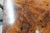 19th Century Antique Regency Tilt Top Table With Wheeled Base For Sale - Image 9 of 13