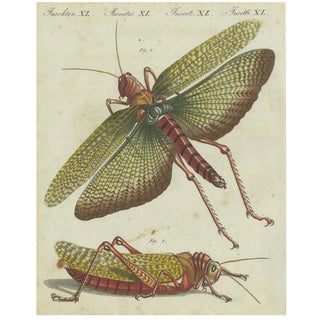 Bertuch, Grasshopper Study, 1805, Print For Sale