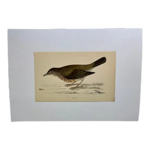 Antique Hand Colored Bird Print From England Showcasing a Stunning Thrush - Circa 1880