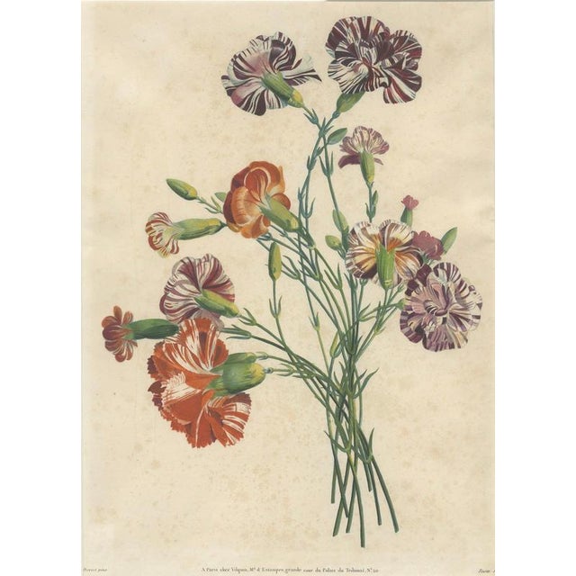 Jean-Louis Prévost, Botanical Print of Carnations, 1805, Paper For Sale - Image 3 of 9