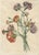 Jean-Louis Prévost, Botanical Print of Carnations, 1805, Paper For Sale - Image 3 of 9