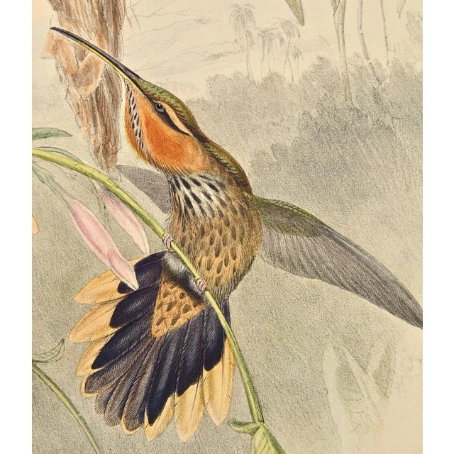 Saw-Bill Hummingbirds, Nest & Eggs: 19th C. Gould Hand-Colored "Grypus Naevius", 1850 For Sale - Image 4 of 8