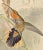 Saw-Bill Hummingbirds, Nest & Eggs: 19th C. Gould Hand-Colored "Grypus Naevius", 1850 For Sale - Image 4 of 8
