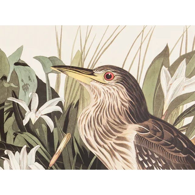 The Abbeville Press edition (1985) of the Night Heron (Plate 236) facsimile is a world-class reproduction of John James...