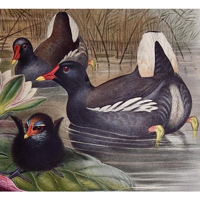 Mid 19th Century A Family of Moorhens & Lilly Pad: A 19th C. Hand-Colored Lithograph by John Gould and Henry Constantine Richter, 1862-1873 For Sale - Image 5 of 6