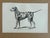 Up for sale is this charming antique dog print from a veterinary guide published in the 1890s and illustrating breed...