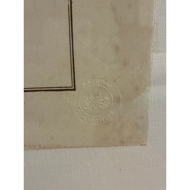 Early 21st Century Natural Curiosities “Rachamah” Bird of Pharaoh Print After James Bruce For Sale - Image 5 of 8
