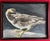Black American Mid-Century Portrait of a Bird - Oil Painting on Board of a Seagull For Sale - Image 8 of 8