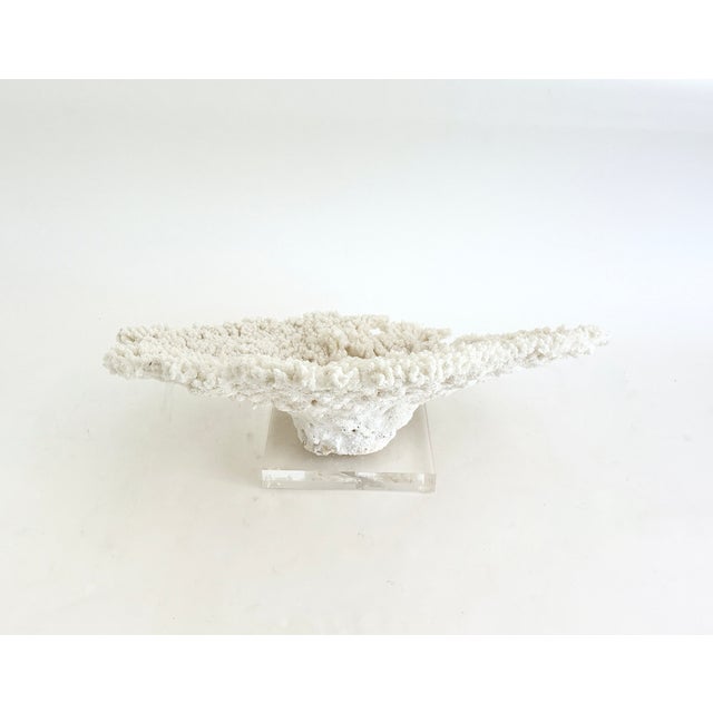 Shell Natural Table Coral on Acrylic Base For Sale - Image 7 of 8