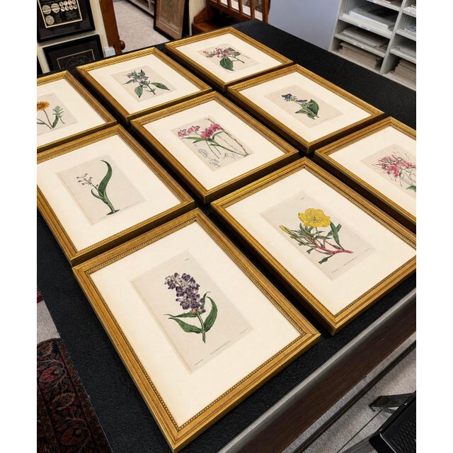 English Set of 9 Framed Hand-Colored Botanical Engravings From William Curtis's Botanical Magazine, 19th Century For Sale - Image 3 of 4
