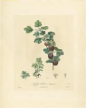 Du Monceau, Illustration of Gooseberry, 1820, Print