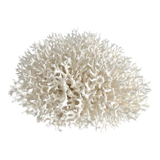Exceptional Birdsnest Coral Specimen Coastal Decor For Sale