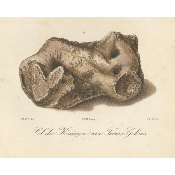Beige Termite Queen Cells Termes Gibus, Sumatra, 1887, Lithographs, Set of 2 For Sale - Image 8 of 10