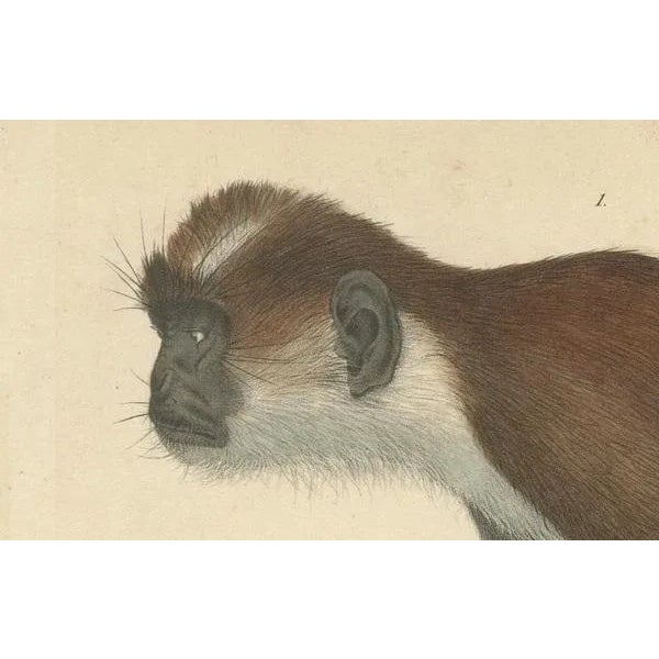 Olive Colobus Monkey, 1853, Paper For Sale - Image 6 of 7