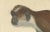 Olive Colobus Monkey, 1853, Paper For Sale - Image 6 of 7