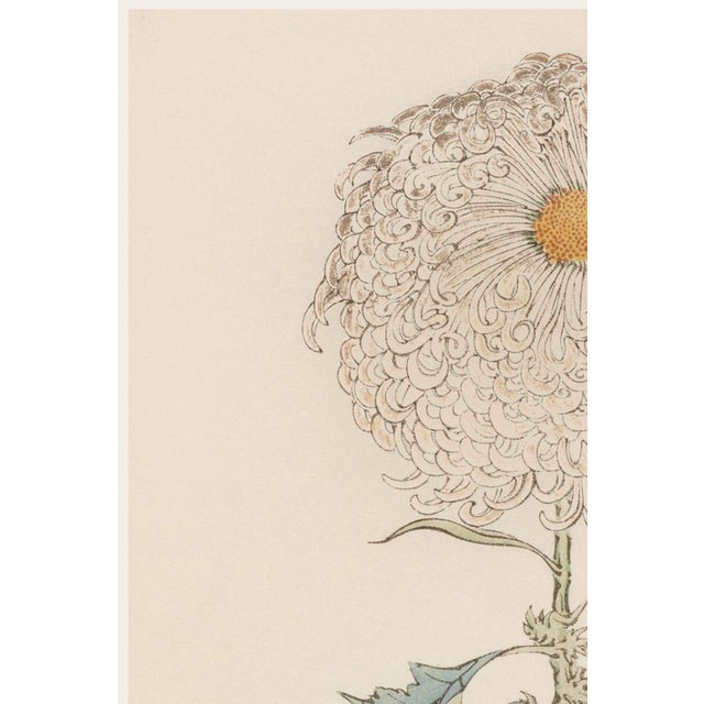 A refined example of late 19th-century Japanese botanical illustration, this vintage art print reproduction features White...