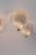 Venini Murano Glass Ceiling Lamp from Venini, 1940s, Set of 3 For Sale - Image 4 of 11