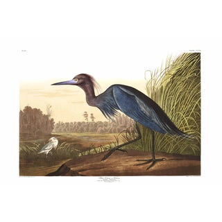 Blue Crane or Heron, 1827 – John James Audubon Vintage Bird Art Print, 32" X 24" For Sale