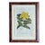 Realism Antique C1790s Hand Colored Curtis Botanical Engraving Set of Nine Yellow Floral Framed For Sale - Image 3 of 12