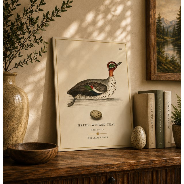 THE WILLIAM LEWIN WATERBIRDS & WADERS COLLECTION "The Green Winged Teal" Introduce a striking anchor of historical British...