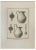 Nicola Vanni, Ancient Still Life 8, Etching, 18th Century For Sale
