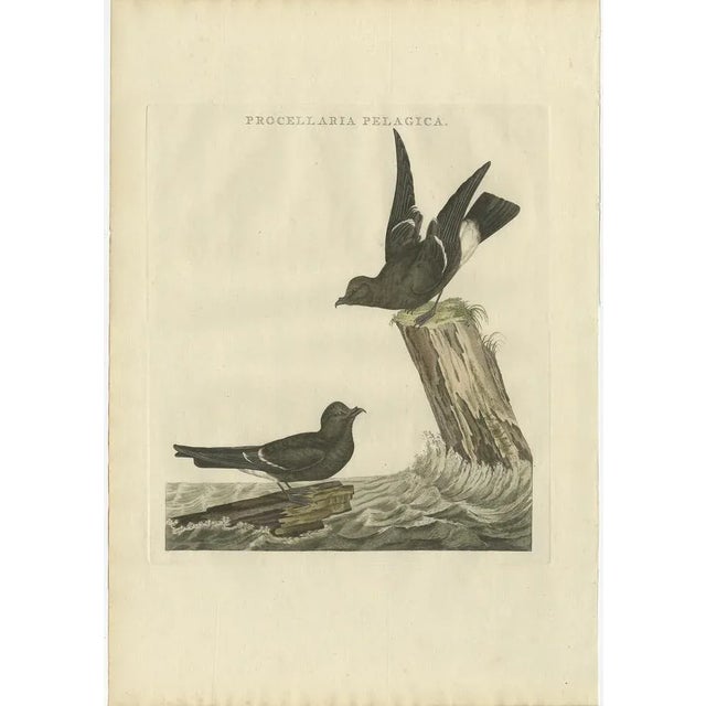 Late 18th Century Sepp & Nozeman, The European Storm-Petrel, 1797, Print For Sale - Image 5 of 6