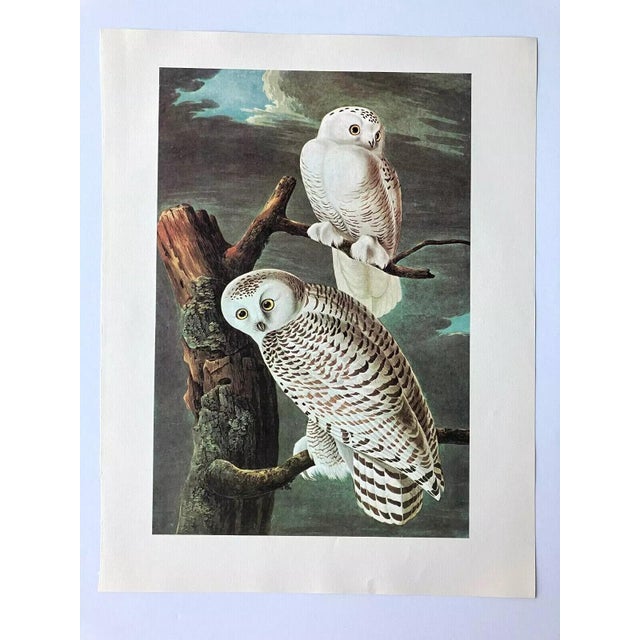 Up for sale is this vintage print of an Audubon watercolor, those paintings that were first published as lithographs in...