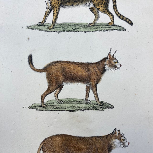 French Antique 18th Century "Le Jaguar" Animal Engraving Hand Colored Artwork For Sale - Image 4 of 9