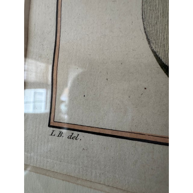 18th Century French Hand-Colored Botanical Pear Engravings – “Bezy De Quessoy” & “Messire-Jean” – Framed Pair For Sale In Baltimore - Image 6 of 12