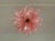 Murano Ceiling Lamp, 32 Pink Felci Glasses For Sale - Image 9 of 9