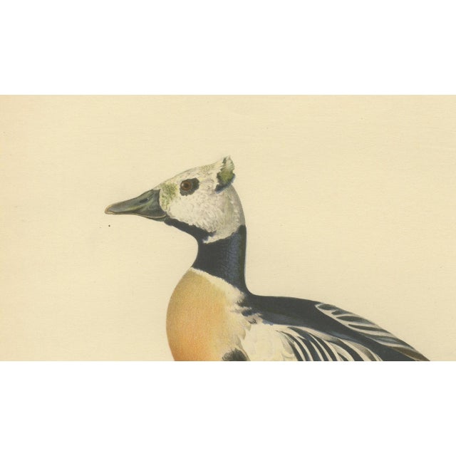 1920s Antique Stellers Eider Duck Lithographs with Male and Female Pair, Sweden, 1929, Set of 2 For Sale - Image 5 of 9