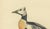 1920s Antique Stellers Eider Duck Lithographs with Male and Female Pair, Sweden, 1929, Set of 2 For Sale - Image 5 of 9
