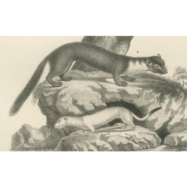 C.C. G. Zool., Pine Marten, Beech Marten, and Ermine in Nature, 1836, Lithograph For Sale - Image 4 of 10