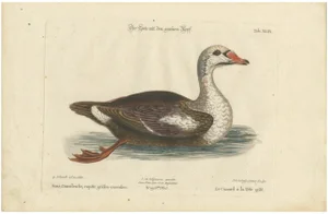 Johann Seligmann, Duck with a Grey Head, 1770, Hand-Colored Print