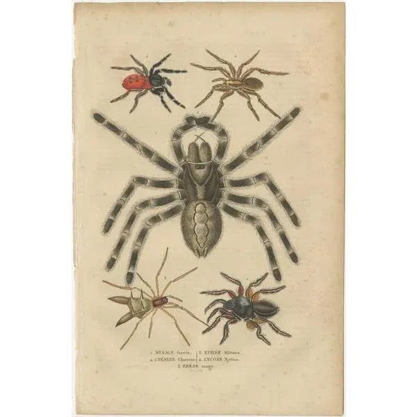 This exquisite 1845 handcolored engraving is a testament to the scientific curiosity and artistic detail of the 19th...