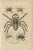 This exquisite 1845 handcolored engraving is a testament to the scientific curiosity and artistic detail of the 19th...